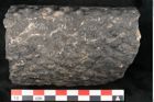 Foto (Detailansicht) von Knorria imbricata Sternbg. (NHMW-GEO-2024-0188-11042)